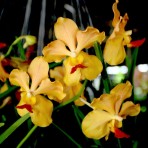 Velthuis Joe x Charles Good Flowering Size